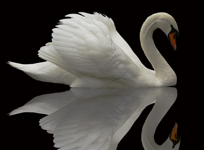 Wallpaper Swan, reflection, cute animals, Animals 503064243